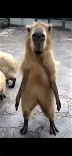 mdr