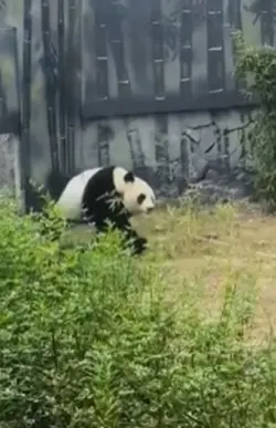 Devenez des panda 🐼 