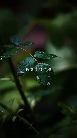 cinematic nature