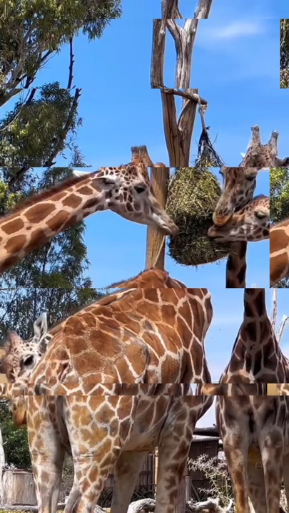 Zoo 