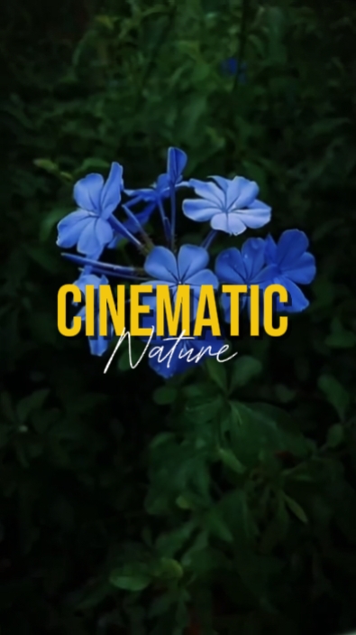 cinematic 