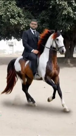 Horse 