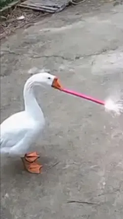 funny animal haha