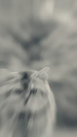 slowmo dj nasty girl