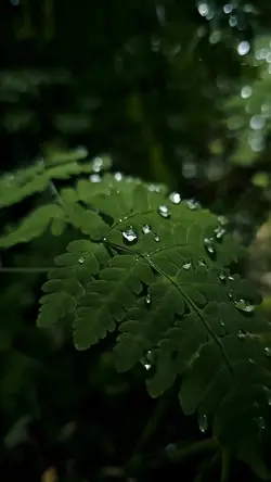 cinematic video
