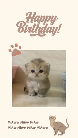 cats birthday 