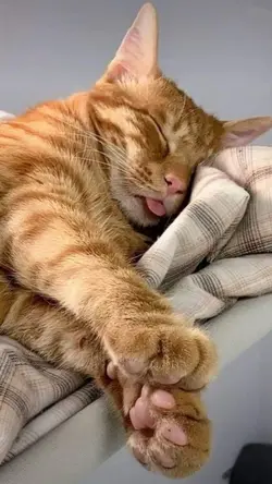 Sleeping cats