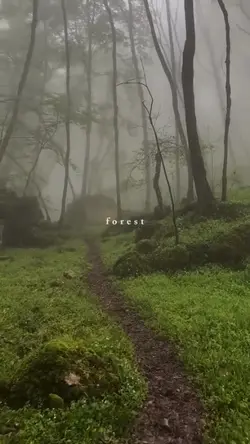 forest