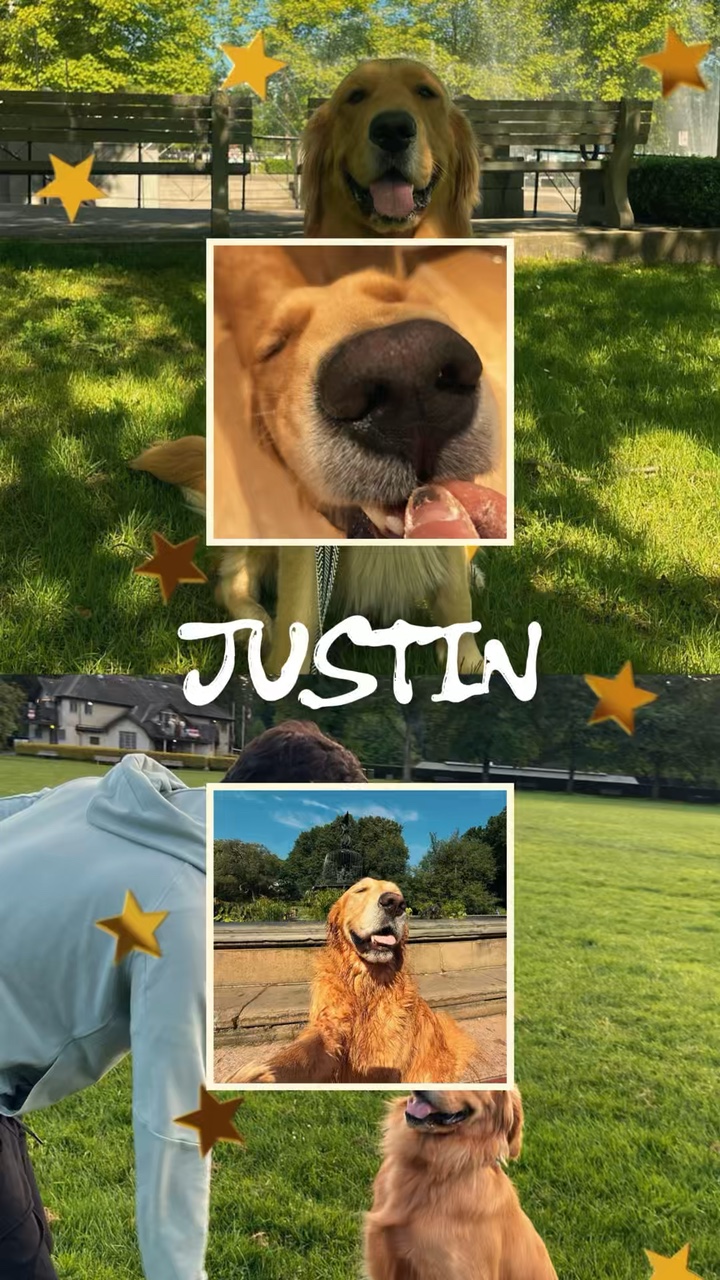Momentos de perros