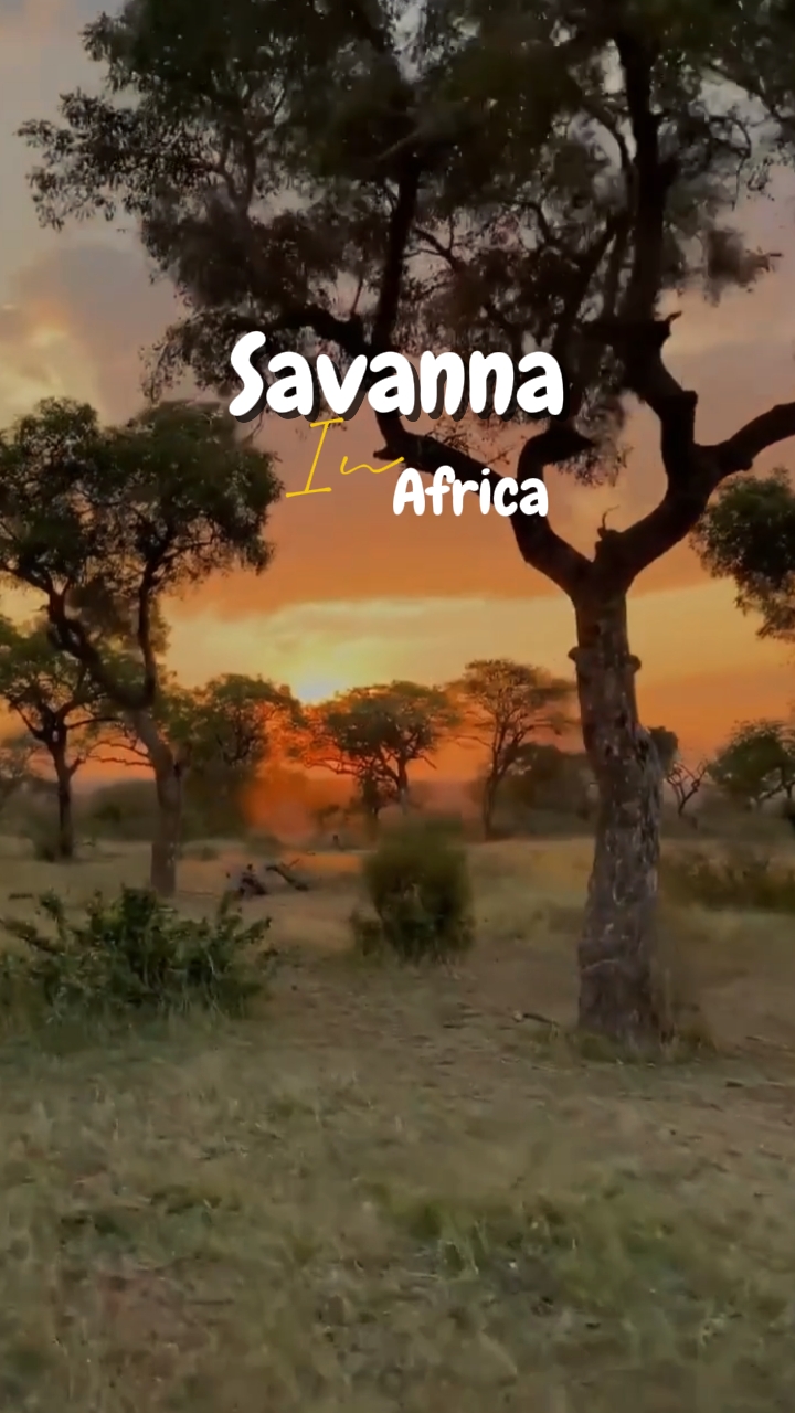savana in africa