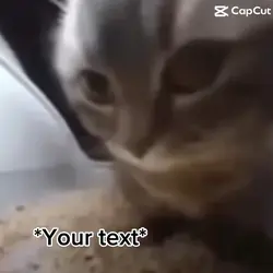 Cat meme