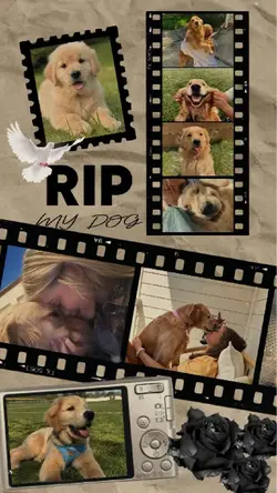 Rest in peace my dog