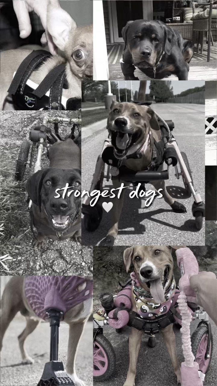 strongest dogs