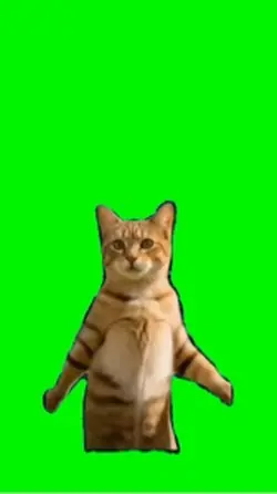Gato y sus cumbias
