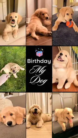 Birthday My Dog 
