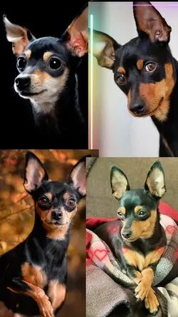 Não mexa com meu pet