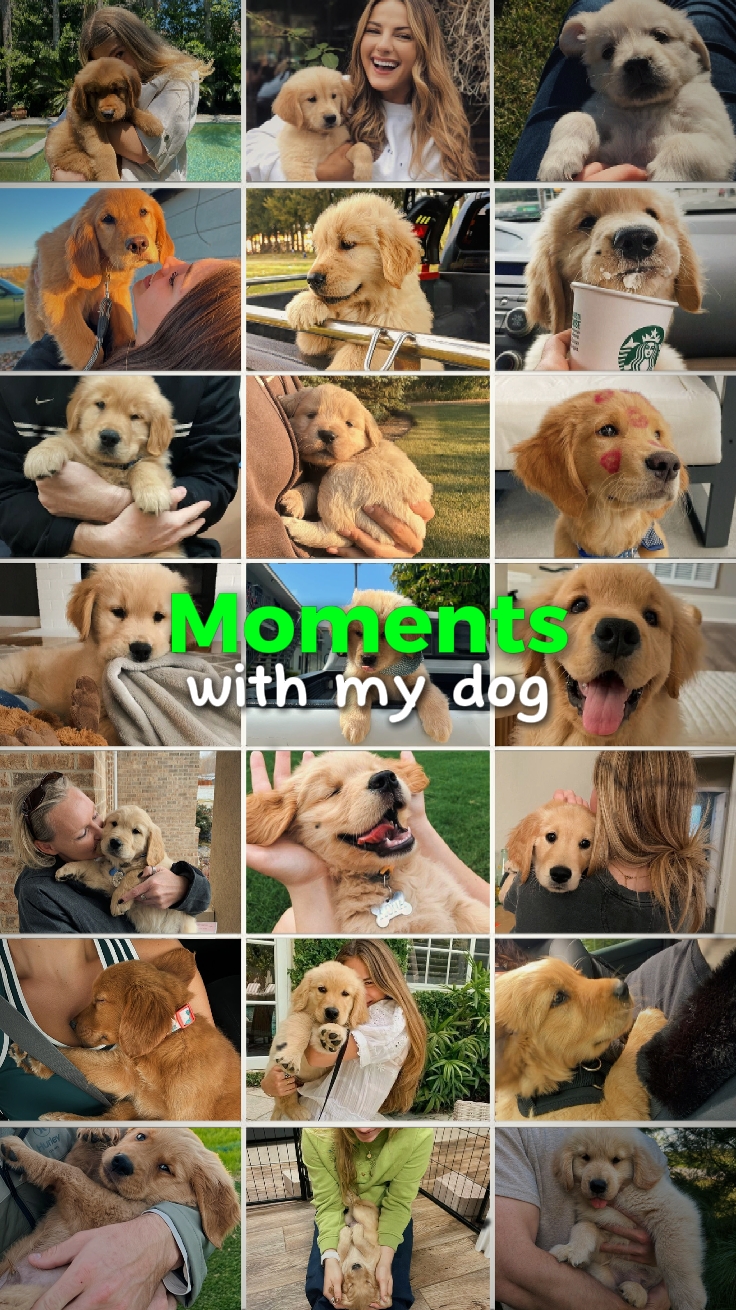 Moment mit meinem Hund 