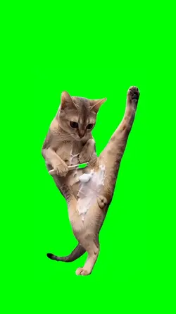 cat shaving