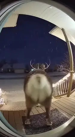 ohh deer...