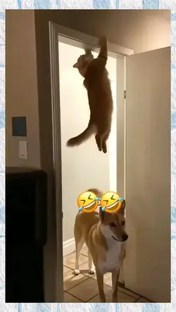 Cat vs dog