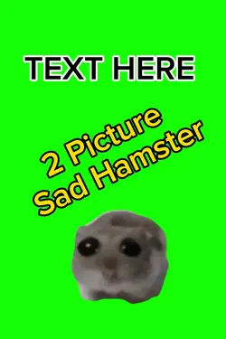 2 Pic Sad Hamster