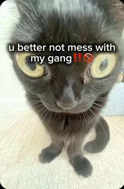 don’t mess w my gang
