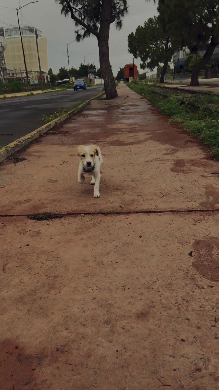 Perro feliz