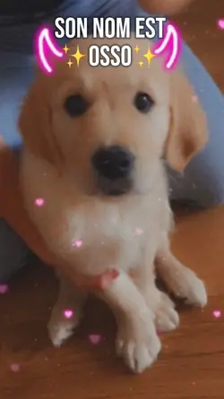 Un amour ce chien🫂💞✨