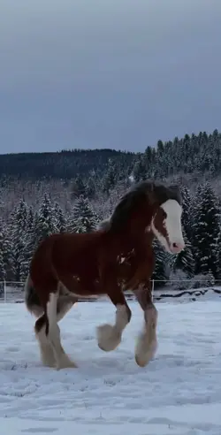 draft horses playin