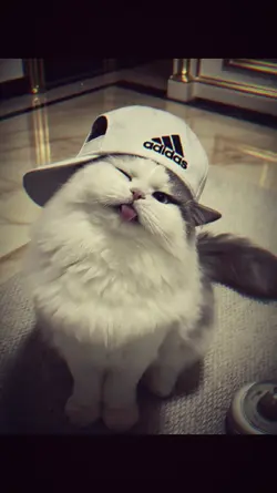 1 ảnh + Màu ig