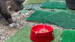 どんぱふどんちゃん😺🐾