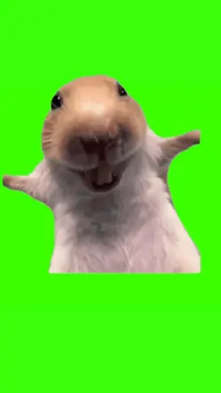 rat laughing meme