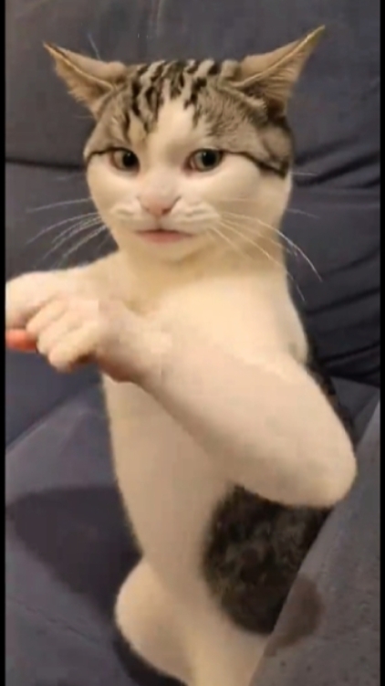 Funny Cat