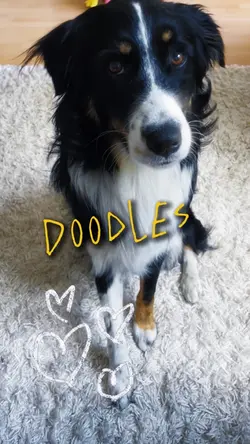 Doodles Dog
