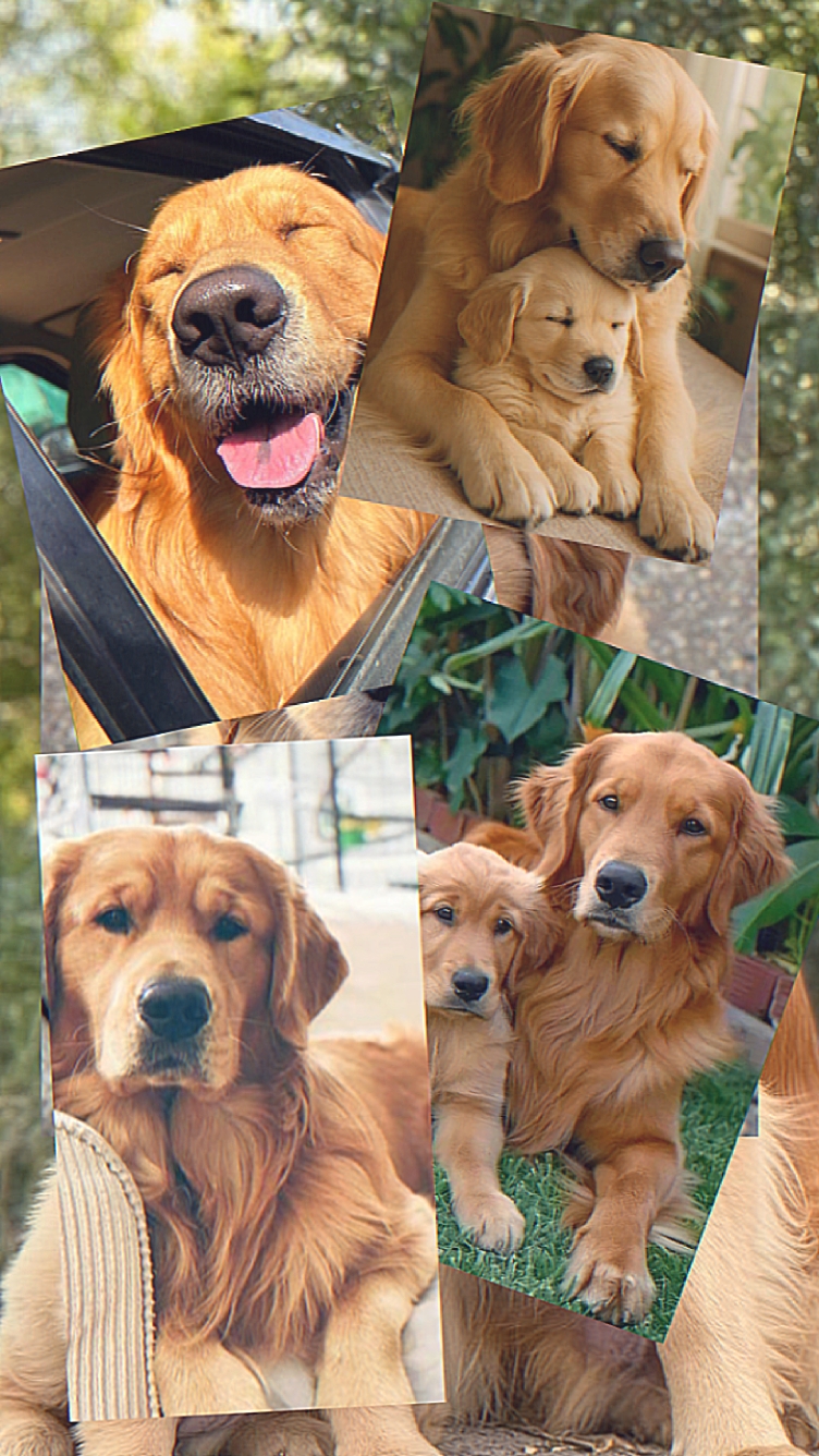 Queridas mascotas