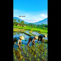 farmer