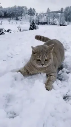 Cat in winter