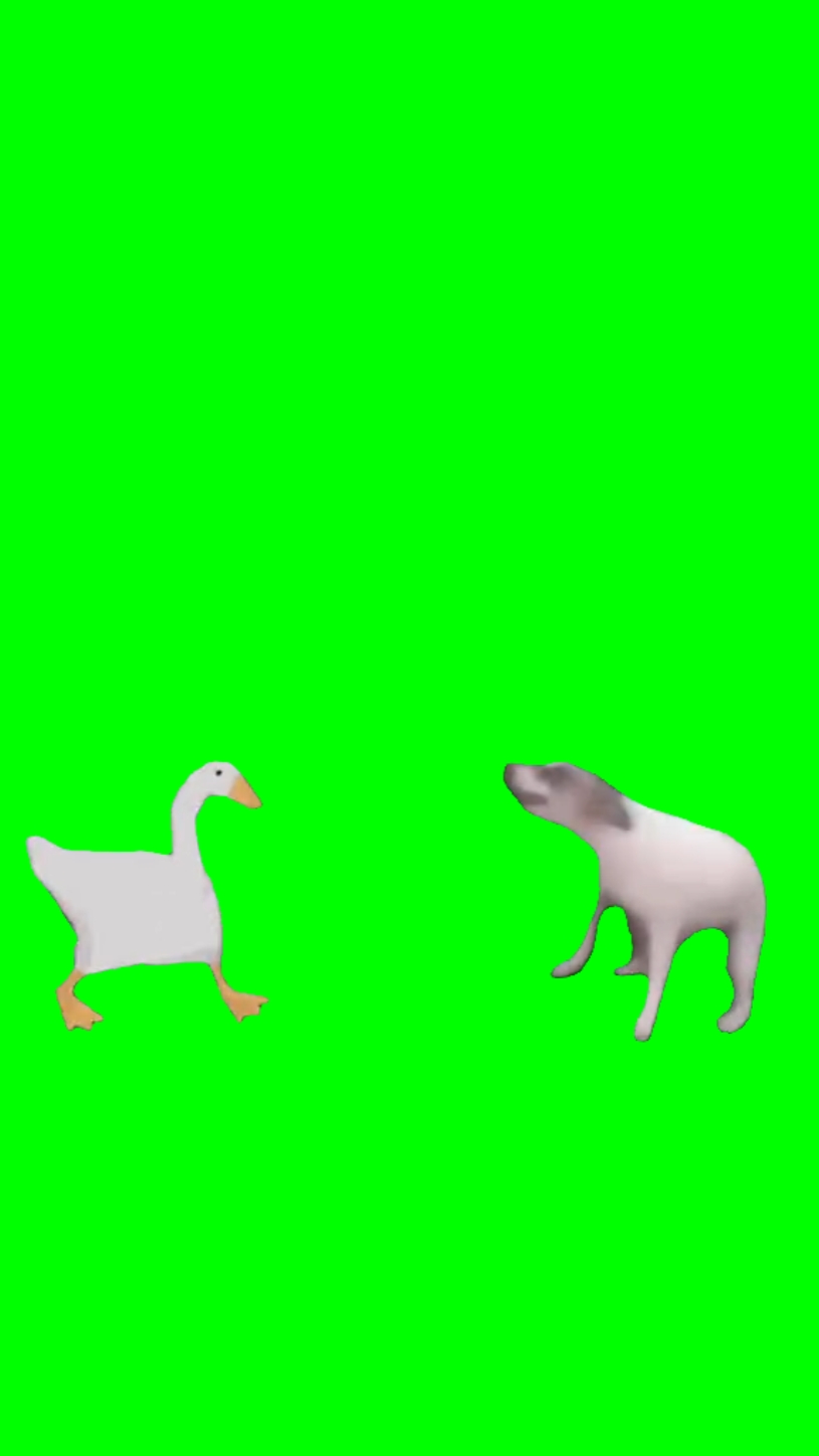 Dança de pato e cachorro