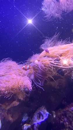 Clownfish Swim. 