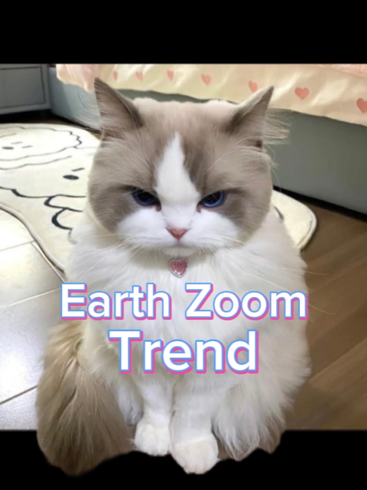 Erdzoom | Katze