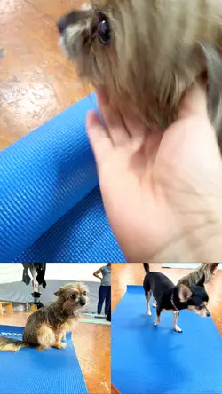 1 video 2 minifotos