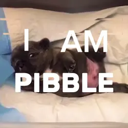 PIBBLE DOG EDIT