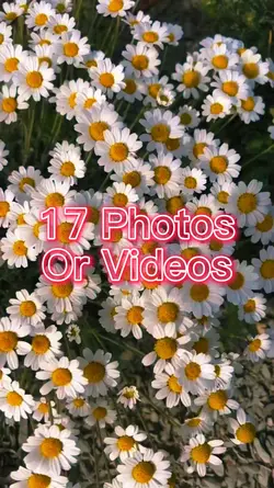 17 Video Slides