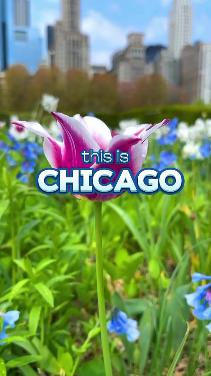 travel dump chicago