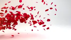 red flower petals ¹¹