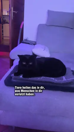 Tiere heilen....