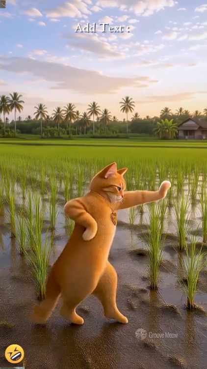 Funny Dance Cat