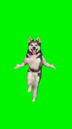 dog dancing