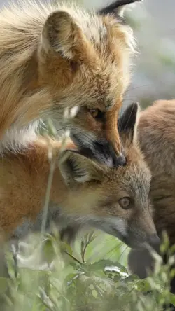 BEAUTIFUL FOXES