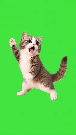 Lizard Cat Meme